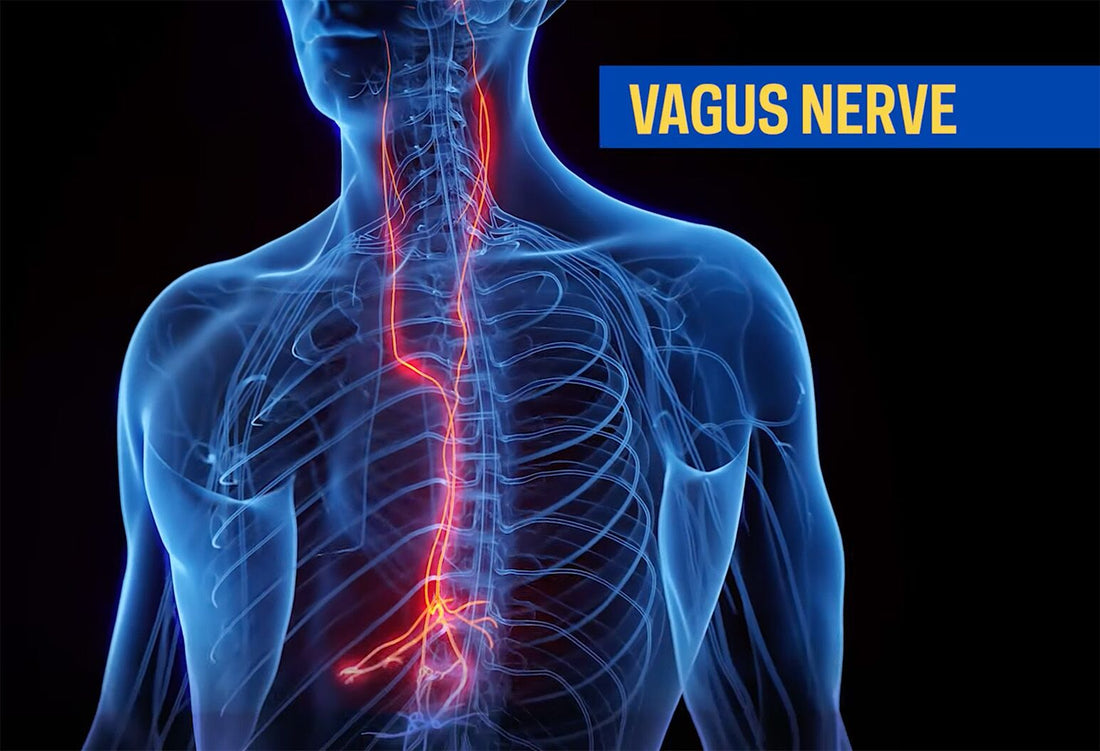 The Vagus Nerve: Your Body’s Superhighway to Health - Supernutrition101